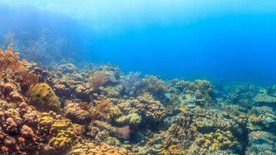 Исследование в Израиле перевернуло представление о жизни кораллов - vesty.co.il - Израиль - Тель-Авив