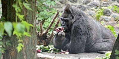 С днем рождения, Тони! Единственной горилле в Украине исполнилось 48 лет - nv.ua - Украина - Киев - Германия - район Оболонский - Киев