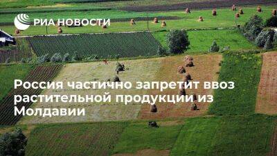 Юлия Мелано - Молдавия - Россия частично запретит ввоз растительной продукции из Молдавии из-за нарушений карантина - smartmoney.one - Россия - Молдавия - Кишинев