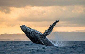Ученые: Предки китов 400 миллионов лет назад вышли на сушу, а потом вернулись обратно - charter97.org - Белоруссия