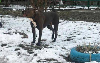 В Борисполе пес бойцовской породы покусал детей