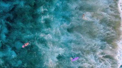 Жизнь среди котов и волн: в Греции открыли самую милую вакансию года