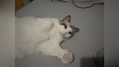 Кошка спасла компьютер и, возможно, квартиру владельца RTX 4090 от возгорания, предупредив хозяина мяуканием