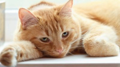 TravisMacrif - Италия разрешила работникам брать отпуск до трёх дней для ухода за больным питомцем - habr.com - Италия