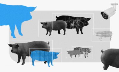 ИИ из Иннополиса научился взвешивать свиней по видео без контакта - habr.com