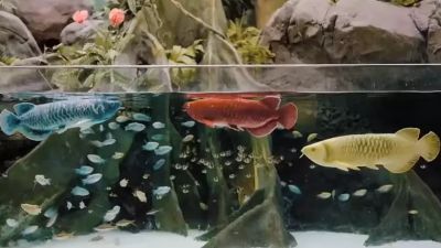 Как настоящая, но не сожрет ваши креветки: представлена кибер-рыба Bionic Arowana, весом в 4 кг и реалистичным поведением