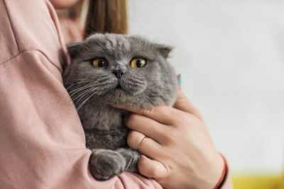 Почему коты умываются после ласки хозяина – ветеринары назвали причины